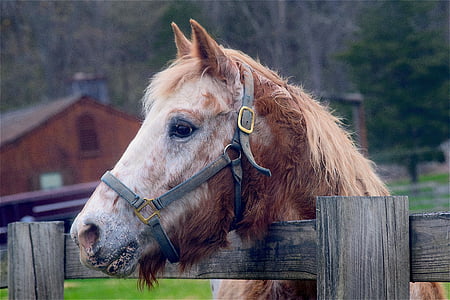brown horse head on wooden cage