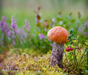 red and brown mushroom during daytime