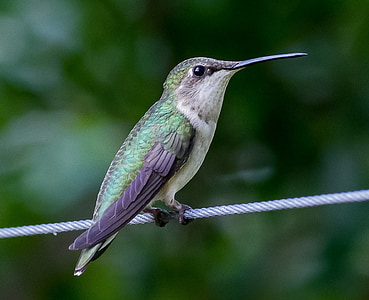 selective focus photography of green and black hummingbird