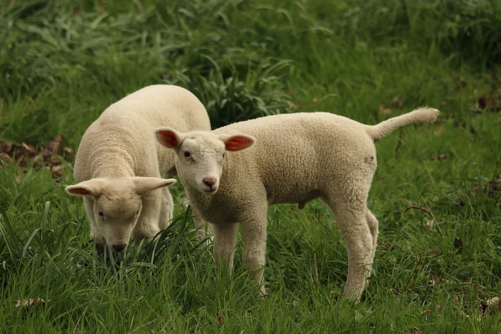 two lambs on green grass