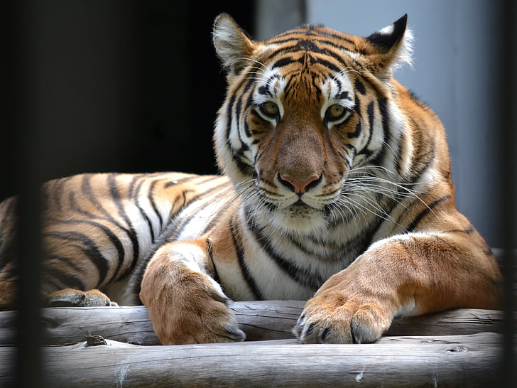 closeup of brown, white, and black tiger