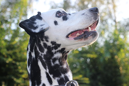 white and black dalmatian surrounded with trees