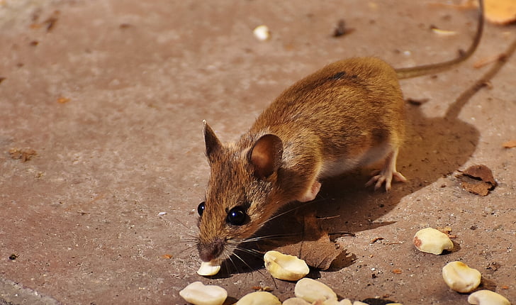 brown rat eating bunch of nuts