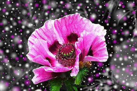 close up photo pink petaled flower