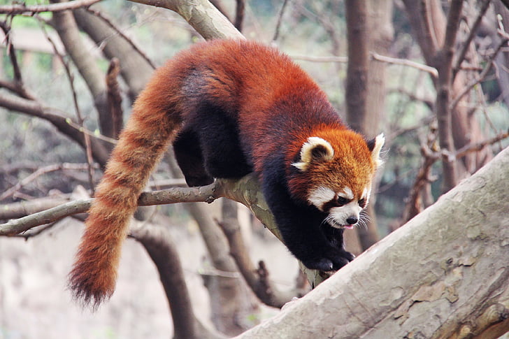 red panda climbing on bough