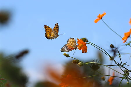 brown and black butterflies flying