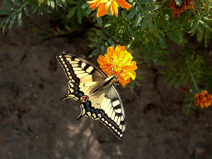 Eastern tiger swallowtail butterfly perched on flower