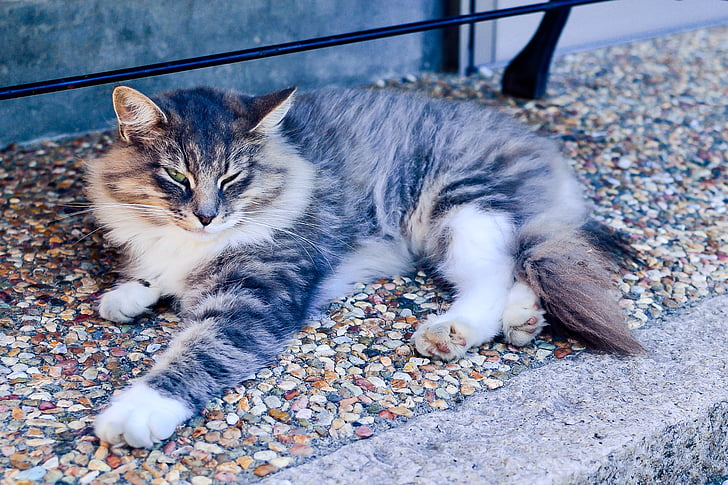 brown and white Maine coon cat laying on concrete surface