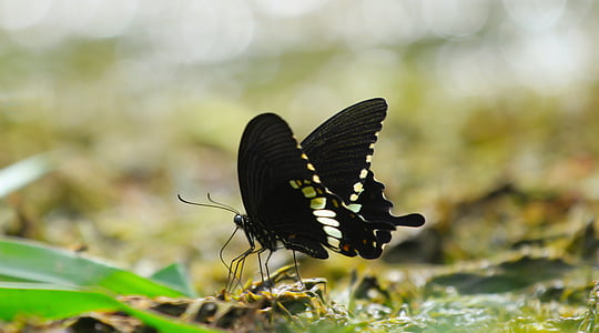 black swallowtail butterfly in selective focus photography
