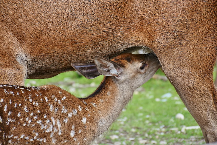 selective focus photography of doe breastfeeding