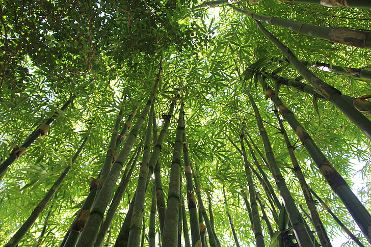 worm's eye view photography of bamboo trees during daytime