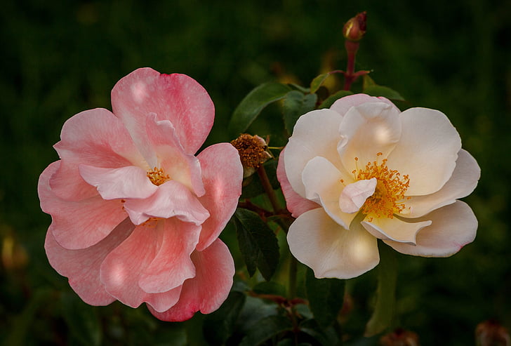 two white and pink multi-petaled flowers in closeup photography