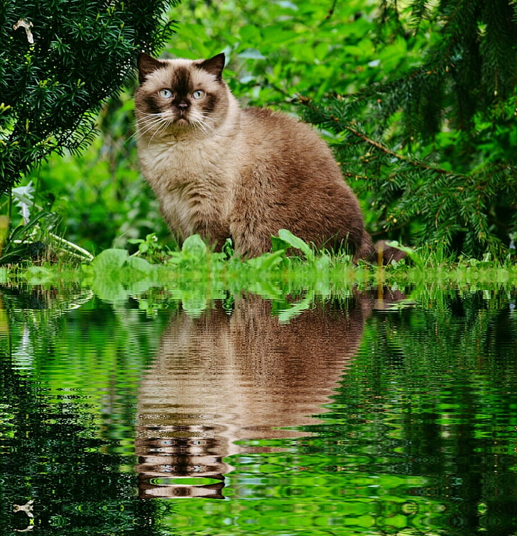 long-haired brown cat beside body of water