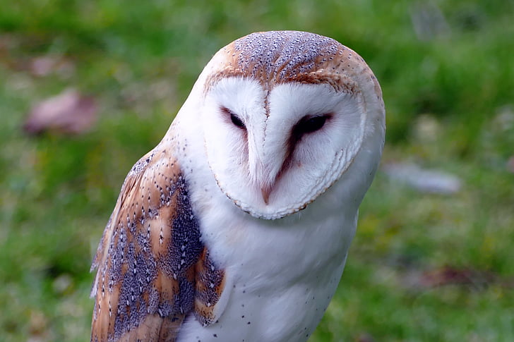 tilt-shift lens photography of barn owl