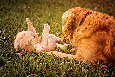 adult golden retriever with puppy playing on grass during day