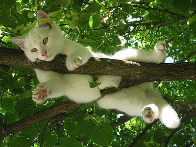 white cat hanged on tree photography during daytime
