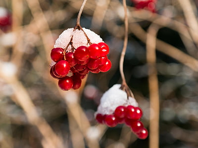 macro photography of red cherries