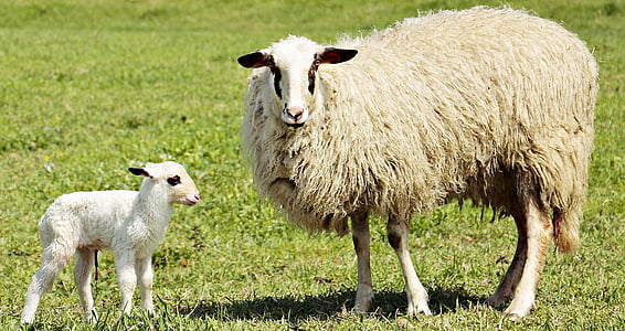 white and beige lambs and kid on top of grass field