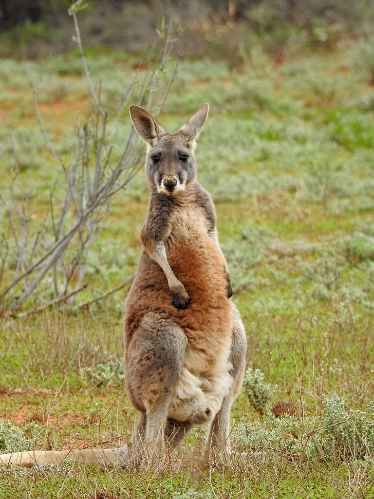 brown kangaroo standing on green grass field