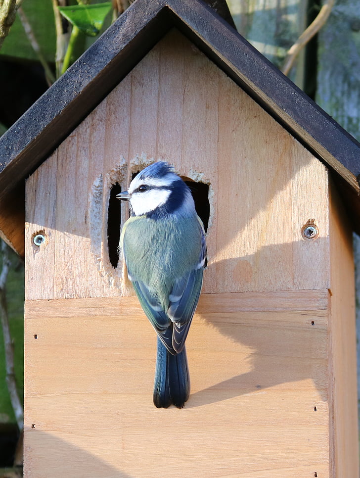bird perched on birdhouse