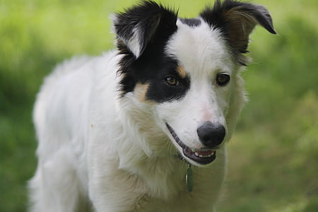 close up shallow focus photography of adult white border collie on grass field during day