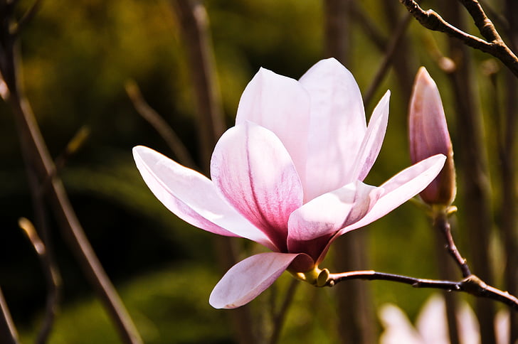 closeup photography of pink magnolia flower