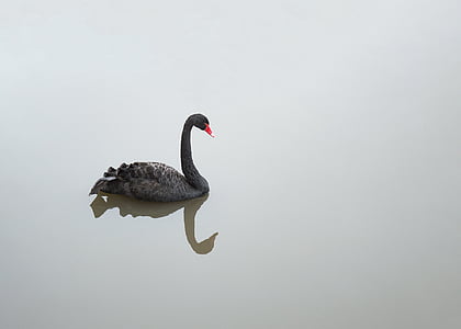 gray swan