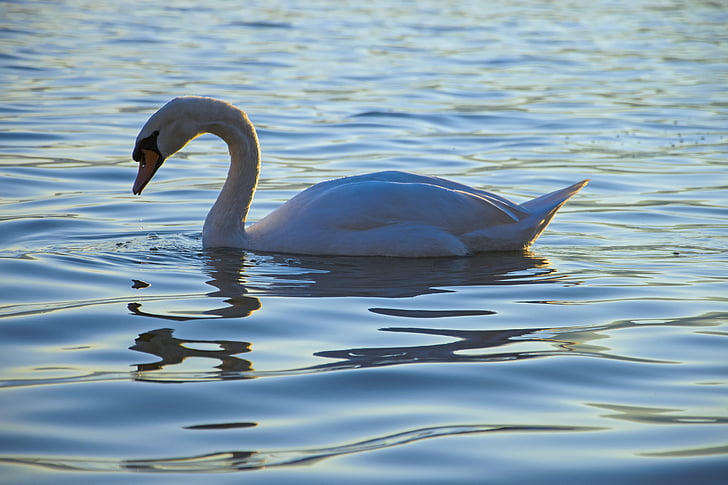 white swan in body of water during day time