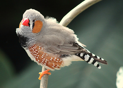closeup photo of gray and brown short-beak bird