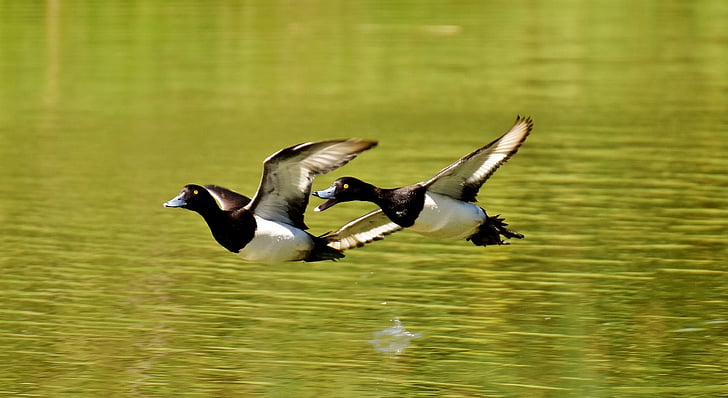 two white-and-black birds flying over body of water during daytime