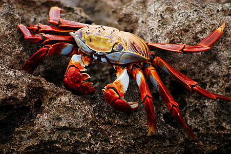 orange crab photo