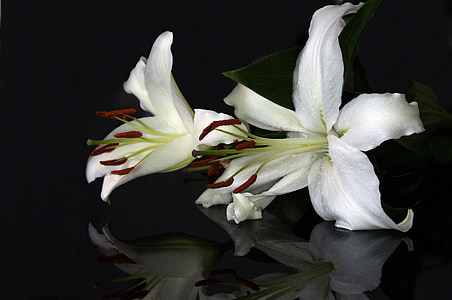 two white petaled flowers
