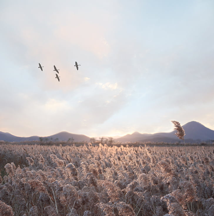 four flying birds over brown hay field