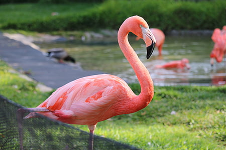focused photo of a flamingo