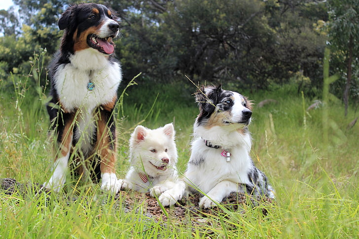 Bernese mountain dog, Australian shepherd, and white Siberian husky puppy prone and stand on grass field at daytime