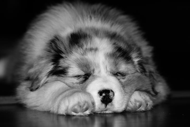 grayscale photo of puppy sleeping
