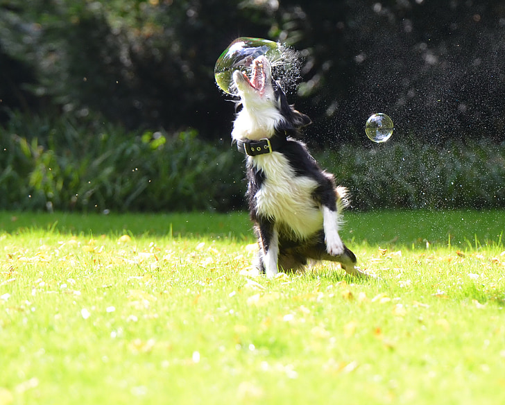 border collie playing bubbles in grass field at daytime