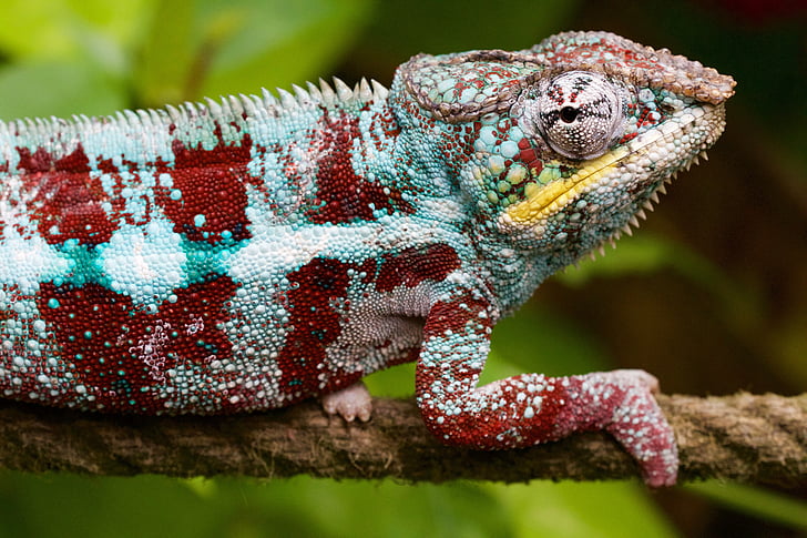 red and blue chameleon on brown rope