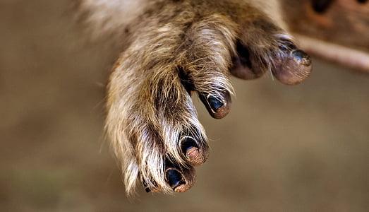 brown animal hand