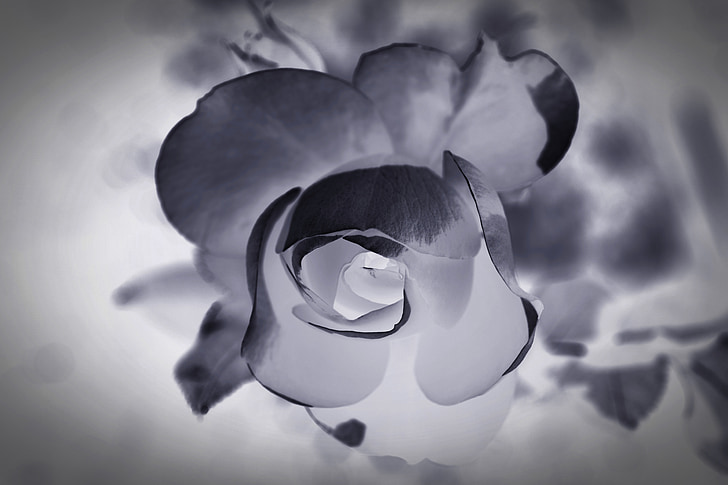 close up photography of flower with negative effects