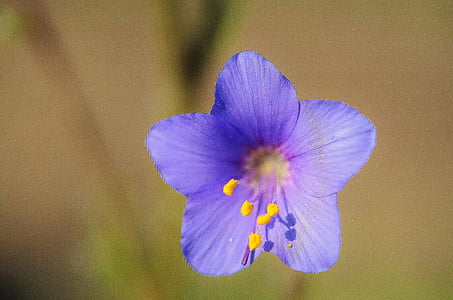 purple petaled flower in bloom