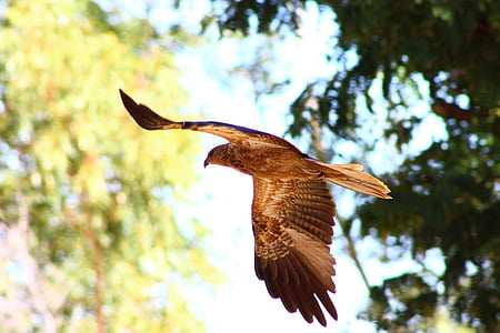 selective focus photography of brown bird while flying