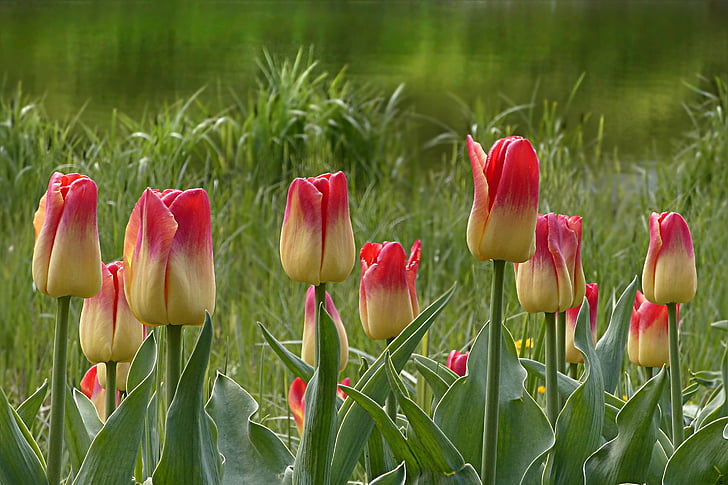 pink-and-beige tulip flowers nature photography