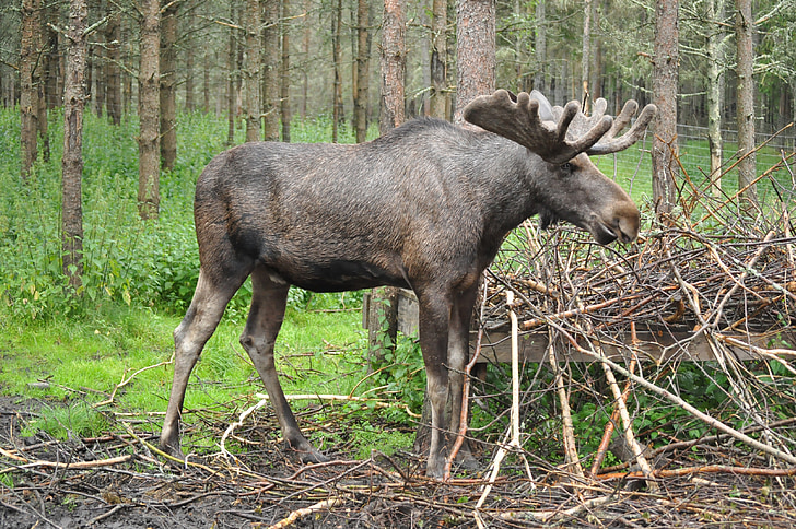 gray and brown moose standing on brown tree branches