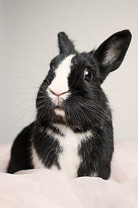 photo of white and black rabbit