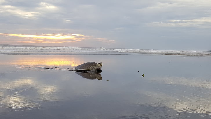photo of turtle on shore