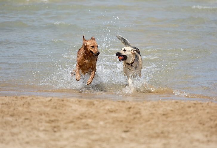 two adult German shepherd and golden retriever on body of water during daytime