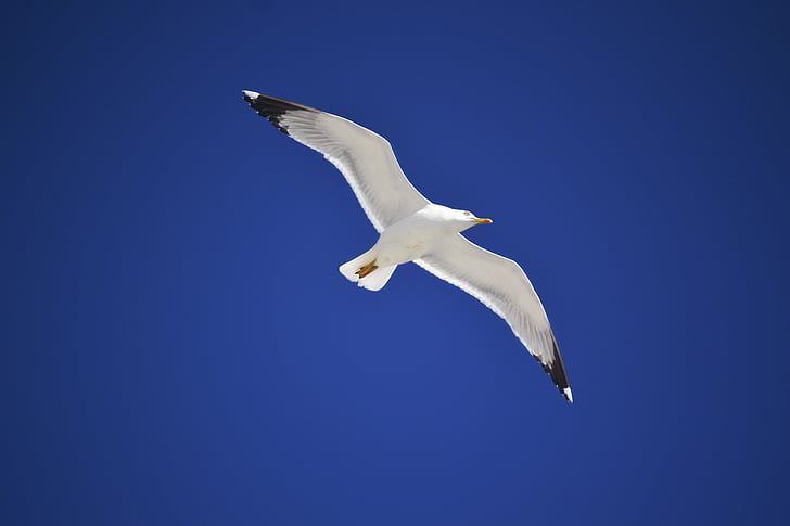 white and black seagull with blue background