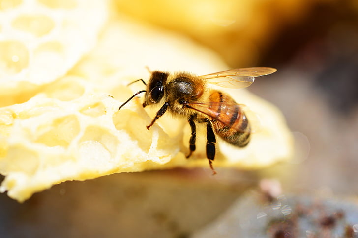 honey bee on hive