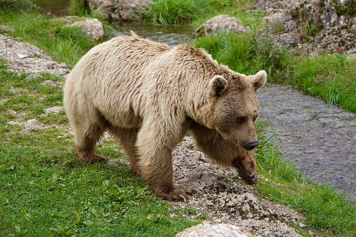 brown bear near river during daytime